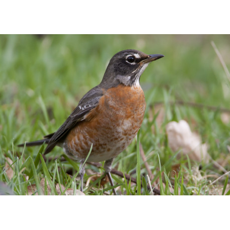 American Robin Bingley 7