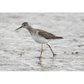 Lesser Yellowlegs Thornham