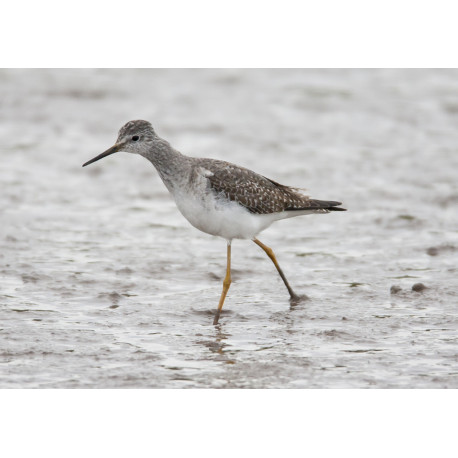 Lesser Yellowlegs Thornham