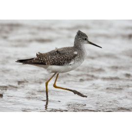 Lesser Yellowlegs Thornham 1