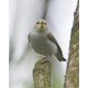Wood Warbler High Kelling