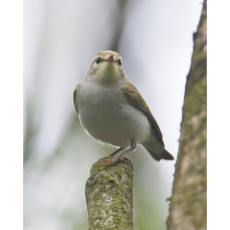 Wood Warbler High Kelling