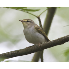 Wood Warbler High Kelling 1