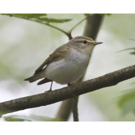 Wood Warbler High Kelling 2