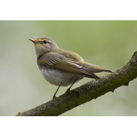 Wood Warbler High Kelling 3