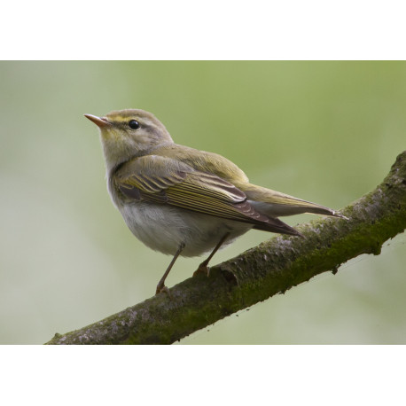 Wood Warbler High Kelling 3