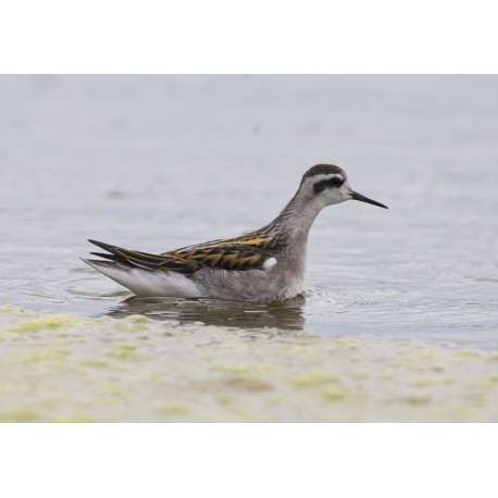 Red Necked Phalarope Finland