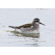 Red Necked Phalarope Finland 1