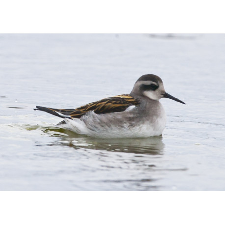 Red Necked Phalarope Finland 1