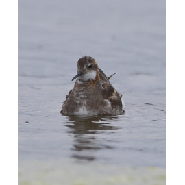 Red Necked Phalarope Finland 2