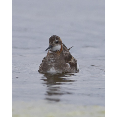 Red Necked Phalarope Finland 2