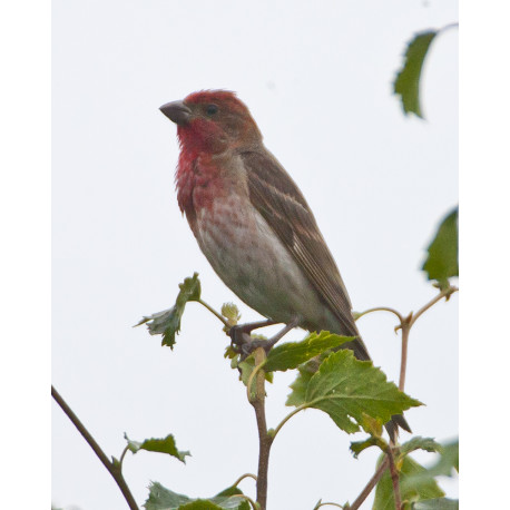 Common Rosefinch Finland