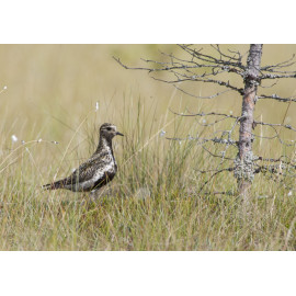 Golden Plover Finland