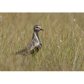 Golden Plover Finland 1