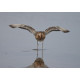 Black Tailed Godwit Wing Stretch