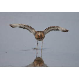Black Tailed Godwit Wing Stretch