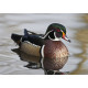Wood Duck Lowestoft