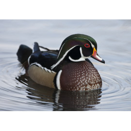 Wood Duck Lowestoft 1