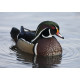 Wood Duck Lowestoft 1