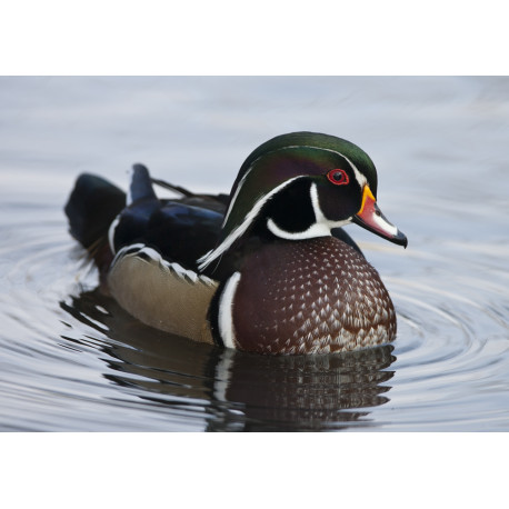 Wood Duck Lowestoft 1