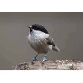 Marsh Tit Whitacre