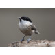 Marsh Tit Whitacre