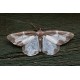 Clouded Border Moth
