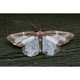 Clouded Border Moth
