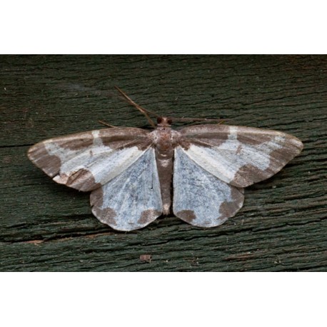 Clouded Border Moth