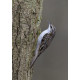 Treecreeper Whitacre