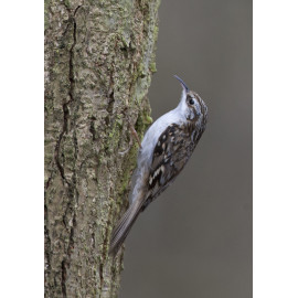 Treecreeper Whitacre