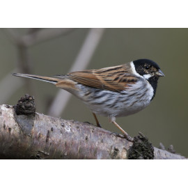 Reed Bunting Whitacre