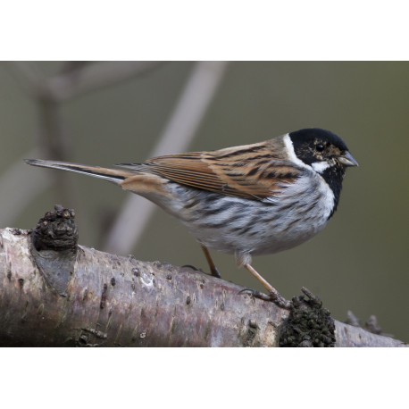 Reed Bunting Whitacre