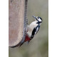 Great Spotted Woodpecker Whitacre