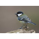 Great Tit Whitacre
