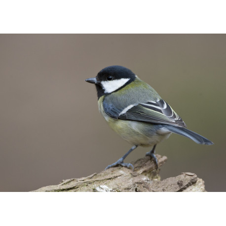 Great Tit Whitacre