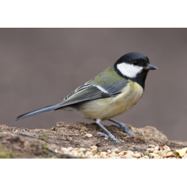 Great Tit Whitacre 1