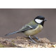 Great Tit Whitacre 1