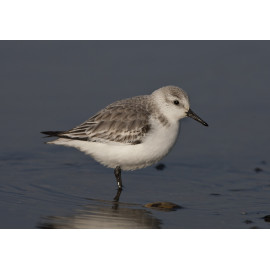 Sanderling Snettisham