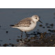 Sanderling Snettisham 1
