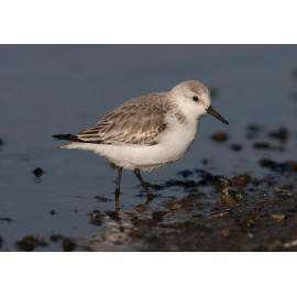 Sanderling Snettisham 1