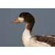 Shelduck Juvenile Head