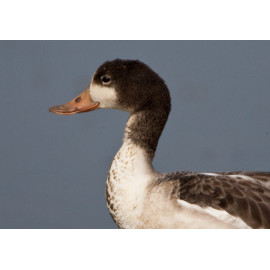 Shelduck Juvenile Head