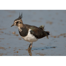Lapwing Titchwell