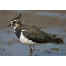 Lapwing Titchwell 1