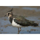 Lapwing Titchwell 1