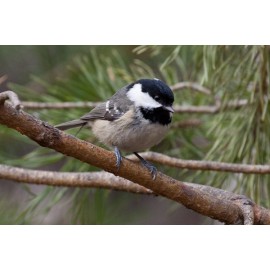 Coal Tit Scotland