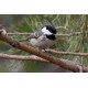 Coal Tit Scotland