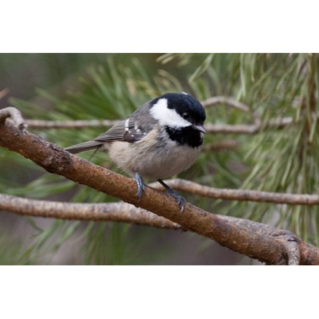 Coal Tit Scotland