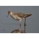 Ruff Titchwell